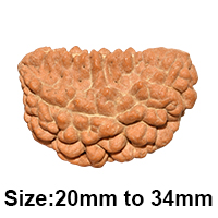 1 mukhi rudraksha